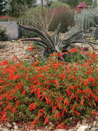 Zauschneria garrettii 'Orange Carpet'